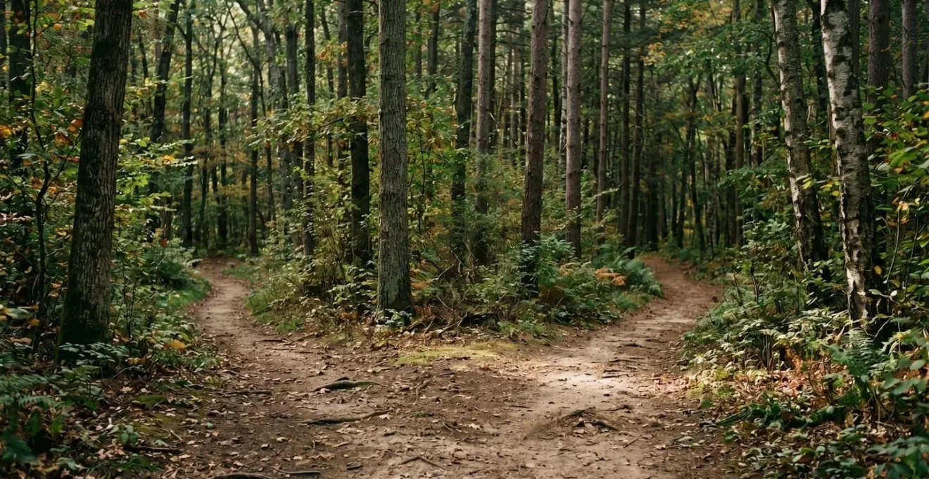 Wide-angle view of unmarked forest trail junction showing navigation decision point for cyclists